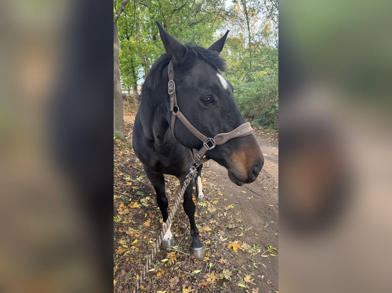 Hanovrien Hongre 16 Ans 176 cm Bai brun in Pulheim