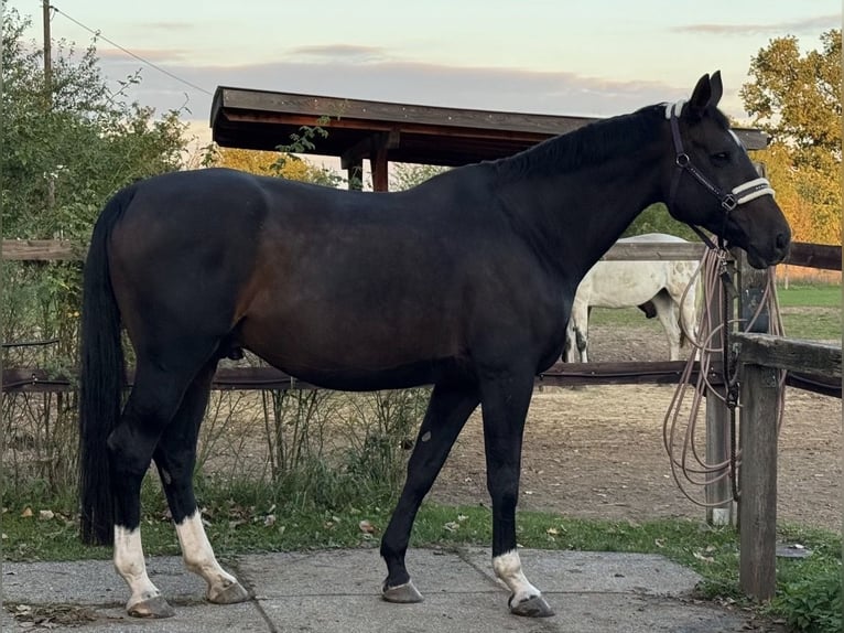 Hanovrien Hongre 16 Ans 176 cm Bai brun in Pulheim