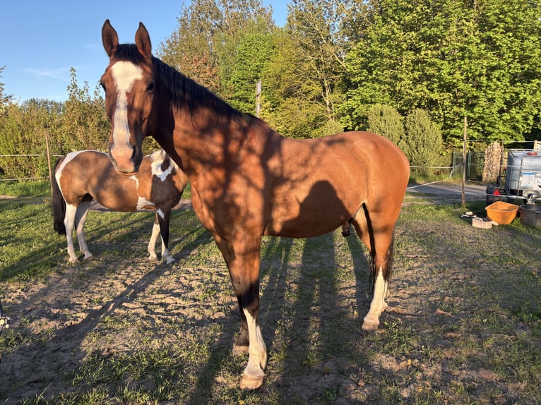 Hanovrien Hongre 16 Ans 176 cm Bai in Gnoien