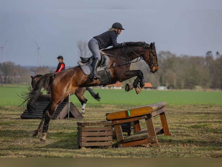 Hanovrien Hongre 16 Ans 176 cm Bai in Ostercappeln