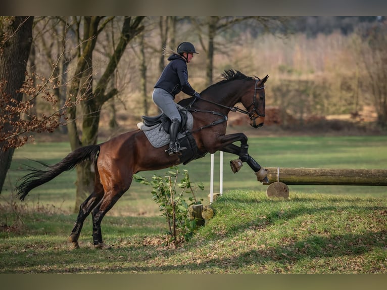 Hanovrien Hongre 16 Ans 176 cm Bai in Ostercappeln