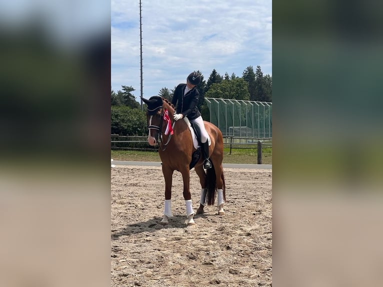 Hanovrien Hongre 16 Ans 179 cm Alezan in Wedel