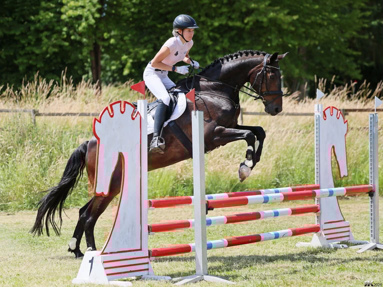 Hanovrien Hongre 16 Ans 179 cm Bai brun in Gödenstorf