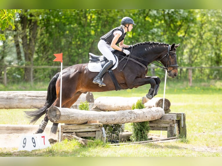 Hanovrien Hongre 16 Ans 179 cm Bai brun in Gödenstorf