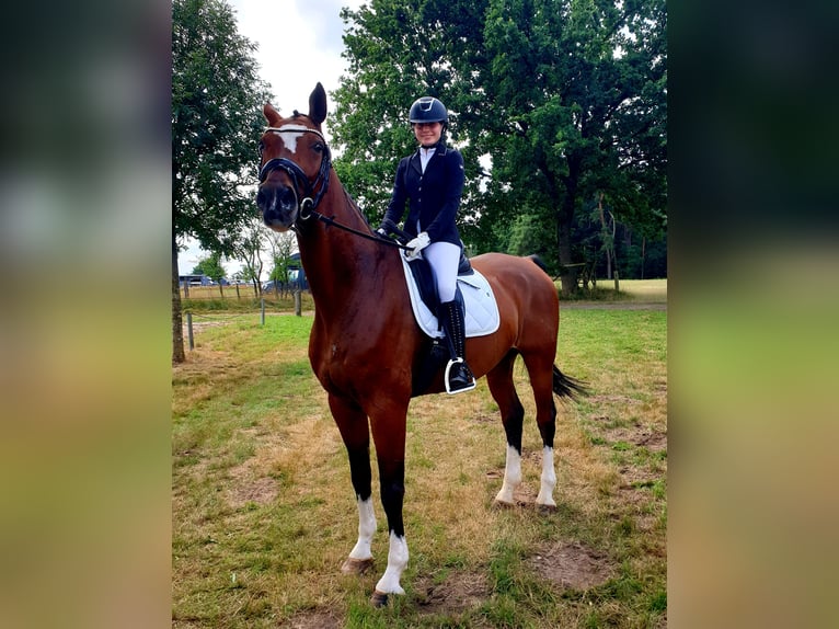 Hanovrien Hongre 16 Ans 180 cm Bai in Rosengarten