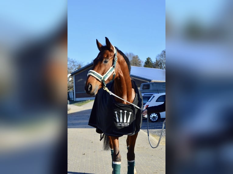 Hanovrien Hongre 17 Ans 170 cm Bai in Baesweiler
