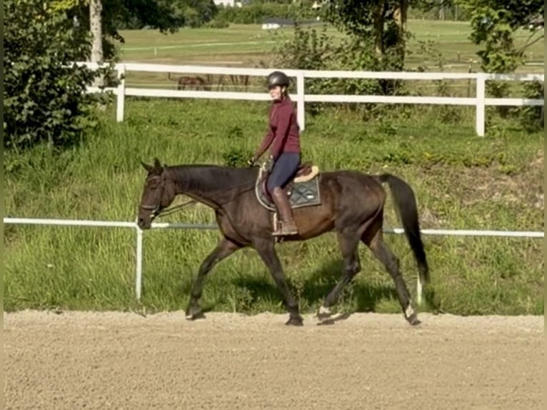 Hanovrien Hongre 17 Ans 172 cm Bai brun in Davidschlag