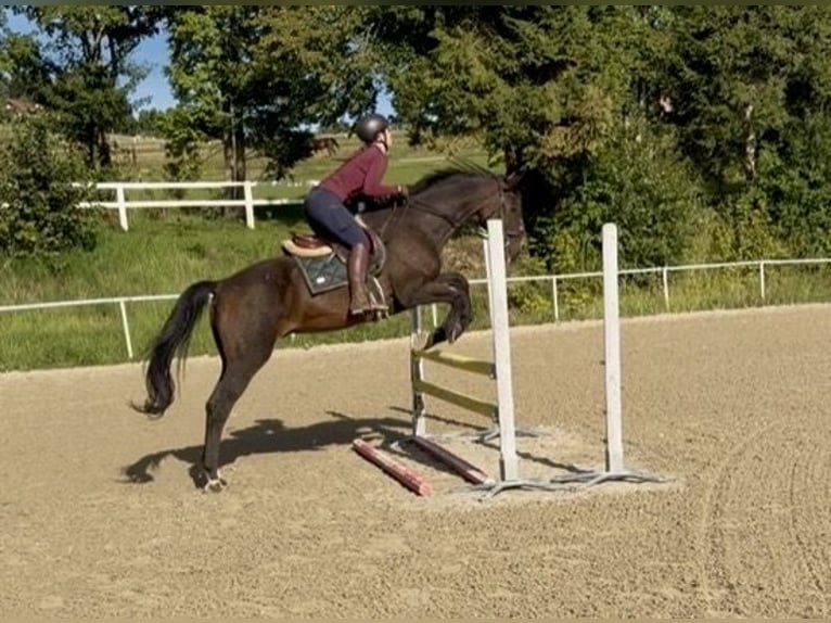 Hanovrien Hongre 17 Ans 172 cm Bai brun in Davidschlag
