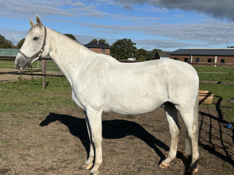Hanovrien Hongre 17 Ans 174 cm Gris in Tangstedt