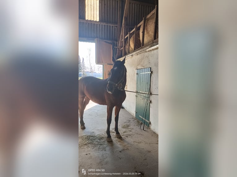 Hanovrien Hongre 17 Ans 175 cm Bai in Neustadt in Holstein