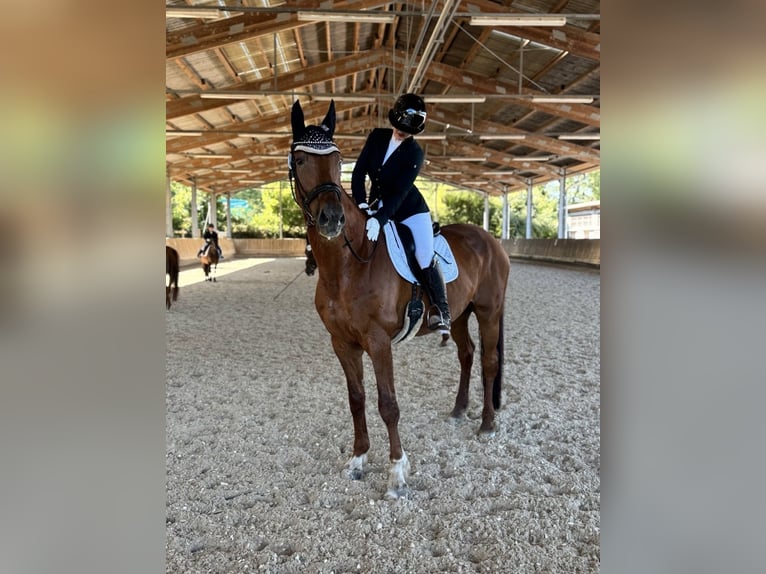 Hanovrien Hongre 17 Ans 178 cm Alezan in Pfungstadt