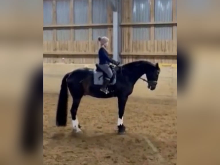 Hanovrien Hongre 17 Ans 178 cm Bai brun in Bruchsal