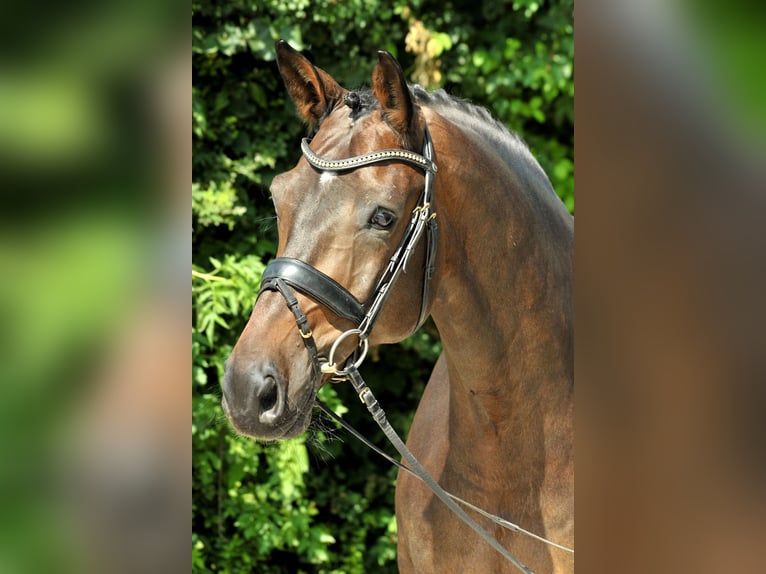 Hanovrien Hongre 17 Ans Bai brun in Brunnthal