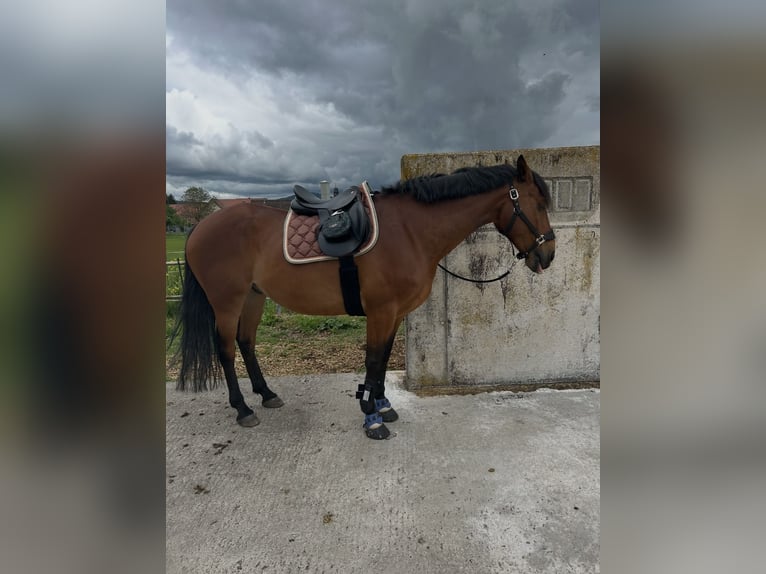 Hanovrien Hongre 18 Ans 163 cm Bai clair in Römhild