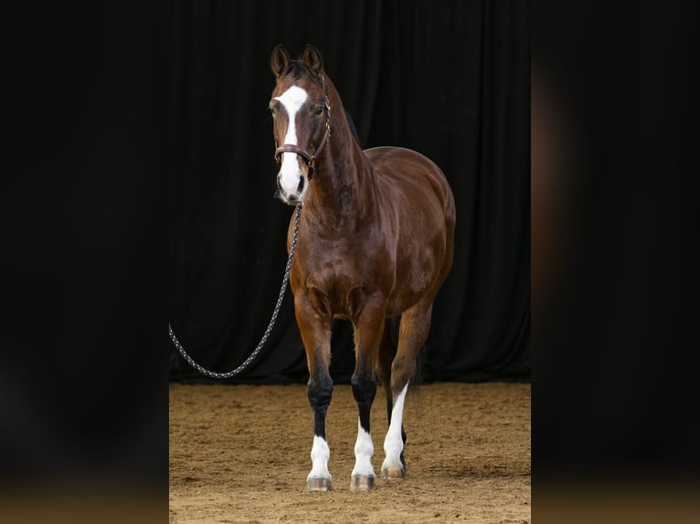 Hanovrien Hongre 18 Ans 167 cm Bai in Eberdingen