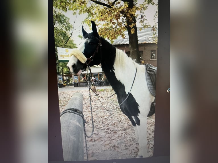 Hanovrien Croisé Hongre 18 Ans 168 cm Pinto in Kamp-Lintfort