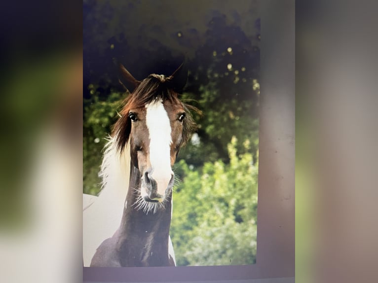 Hanovrien Croisé Hongre 18 Ans 168 cm Pinto in Kamp-Lintfort