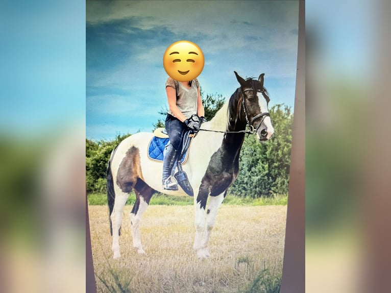 Hanovrien Croisé Hongre 18 Ans 168 cm Pinto in Kamp-Lintfort