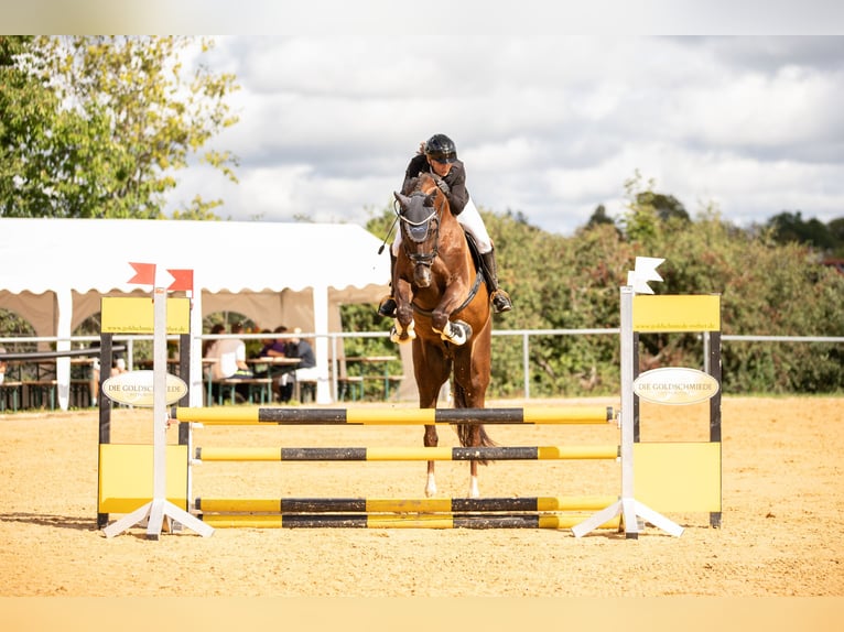 Hanovrien Hongre 18 Ans 176 cm Alezan brûlé in Ingolstadt