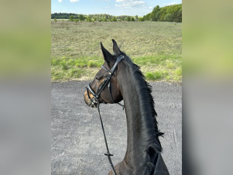 Hanovrien Hongre 18 Ans 176 cm Bai brun in Schmalfeld