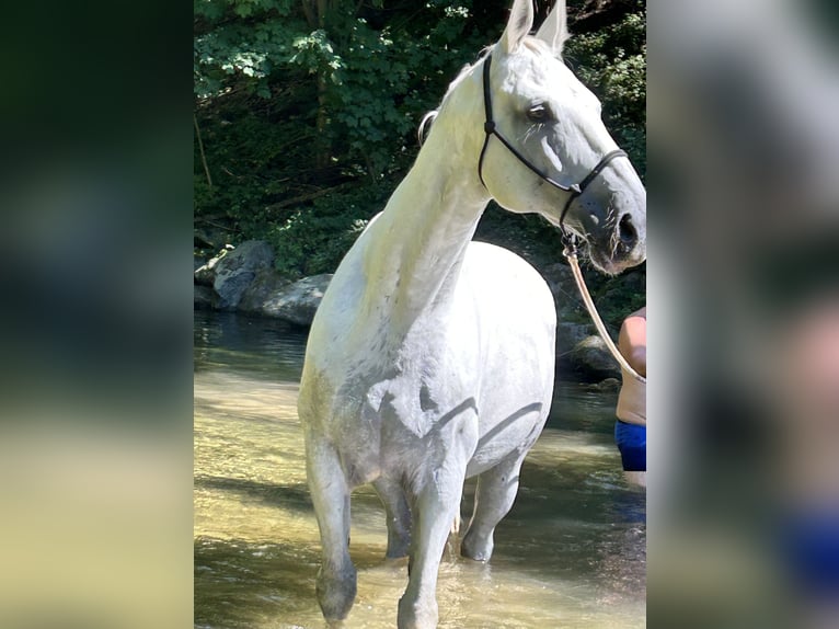 Hanovrien Hongre 18 Ans 176 cm Gris in Wieselburg