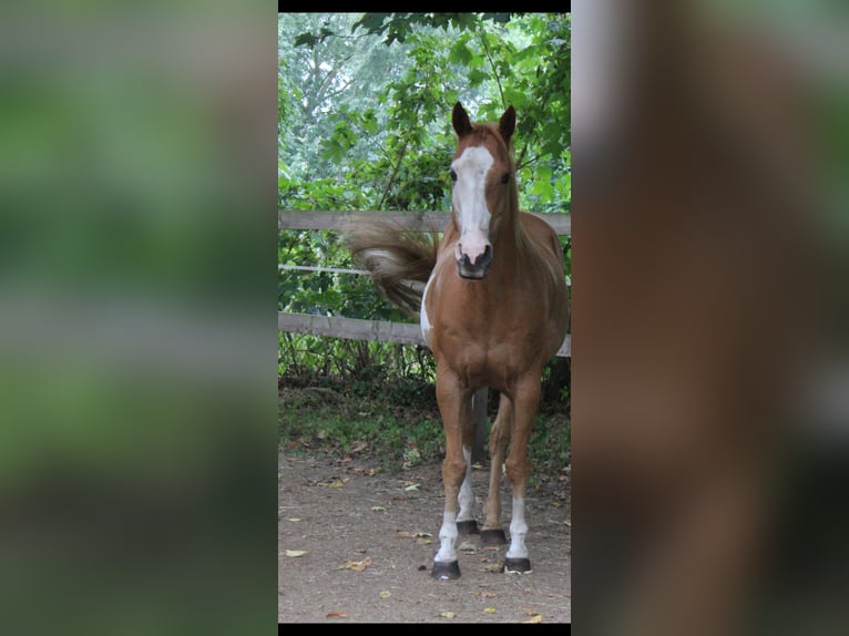 Hanovrien Croisé Hongre 19 Ans 153 cm Sabino in Neuenkirchen-Vörden