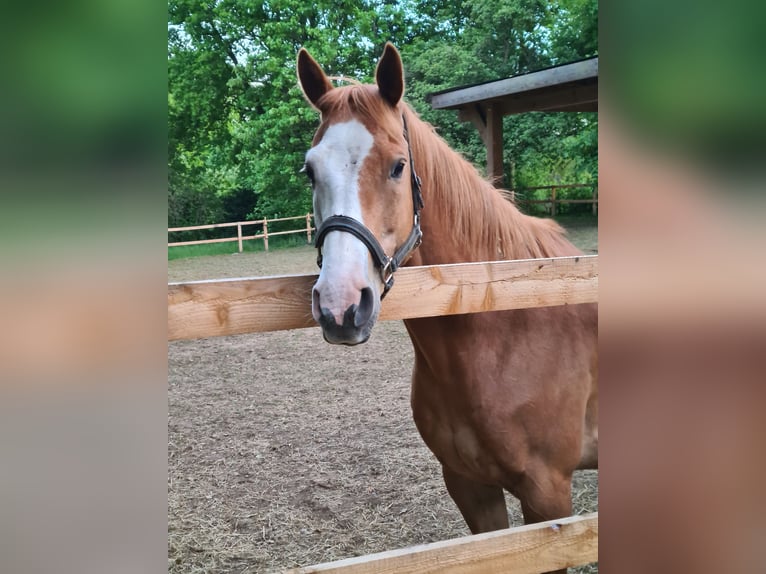 Hanovrien Croisé Hongre 19 Ans 153 cm Sabino in Neuenkirchen-Vörden