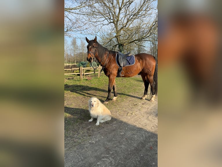 Hanovrien Hongre 19 Ans 170 cm Bai in Wingst