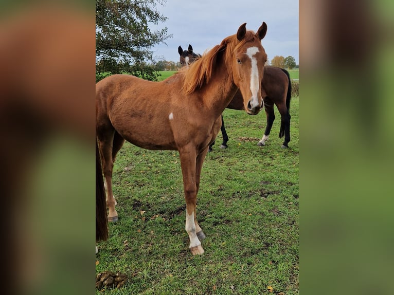 Hanovrien Hongre 1 Année 170 cm Alezan in Nienhagen