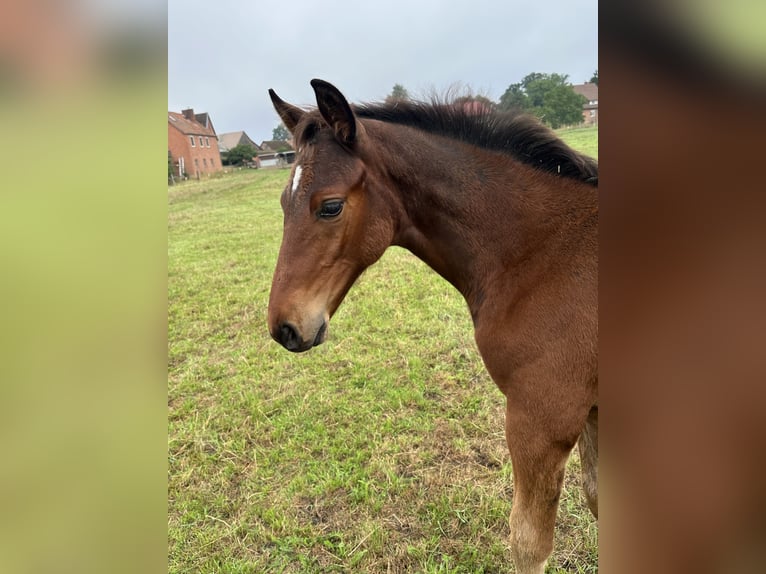 Hanovrien Hongre 1 Année Bai brun in Wahrenholz