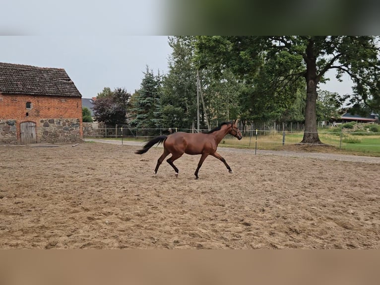 Hanovrien Hongre 1 Année Bai in Meyenburg