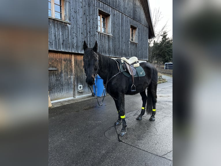 Hanovrien Croisé Hongre 20 Ans 162 cm Bai brun foncé in Grafenhausen