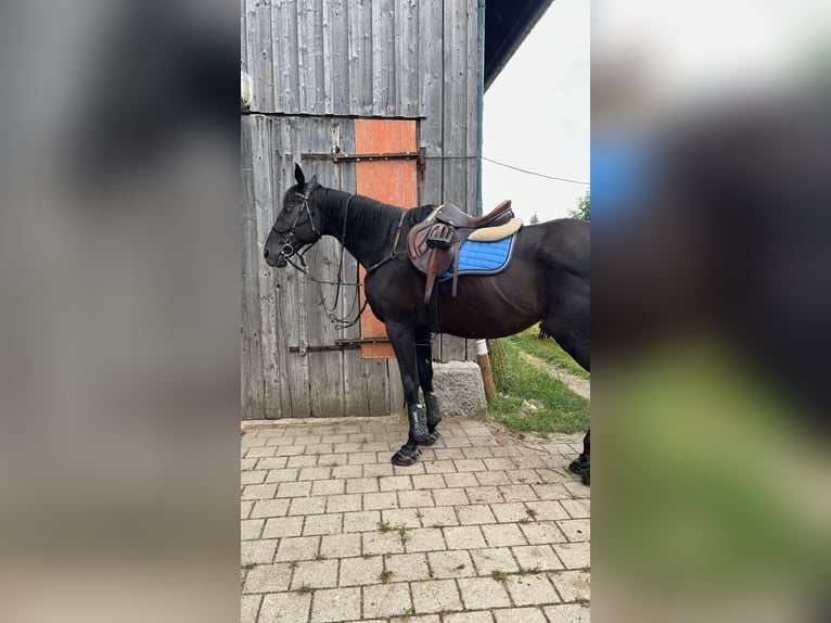 Hanovrien Croisé Hongre 20 Ans 162 cm Bai brun foncé in Grafenhausen