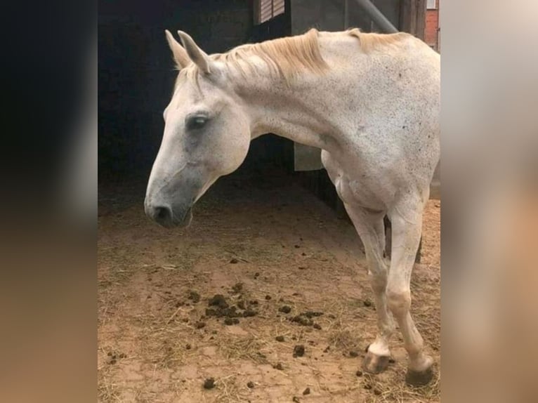 Hanovrien Hongre 20 Ans 165 cm Gris moucheté in Marburg