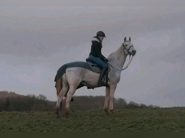 Hanovrien Hongre 20 Ans 165 cm Gris moucheté in Marburg