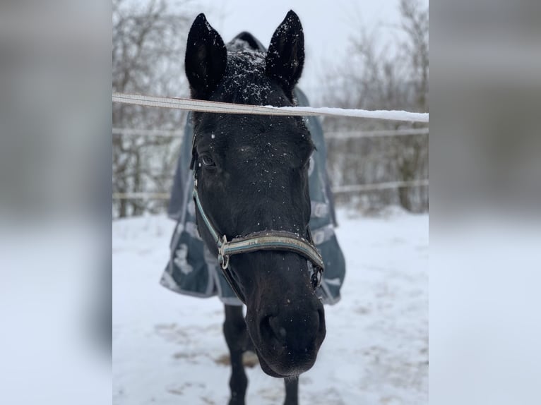 Hanovrien Hongre 20 Ans 165 cm Noir in Kitzingen