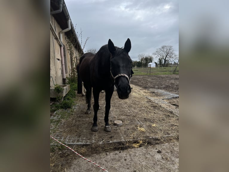 Hanovrien Hongre 20 Ans 165 cm Noir in Kitzingen