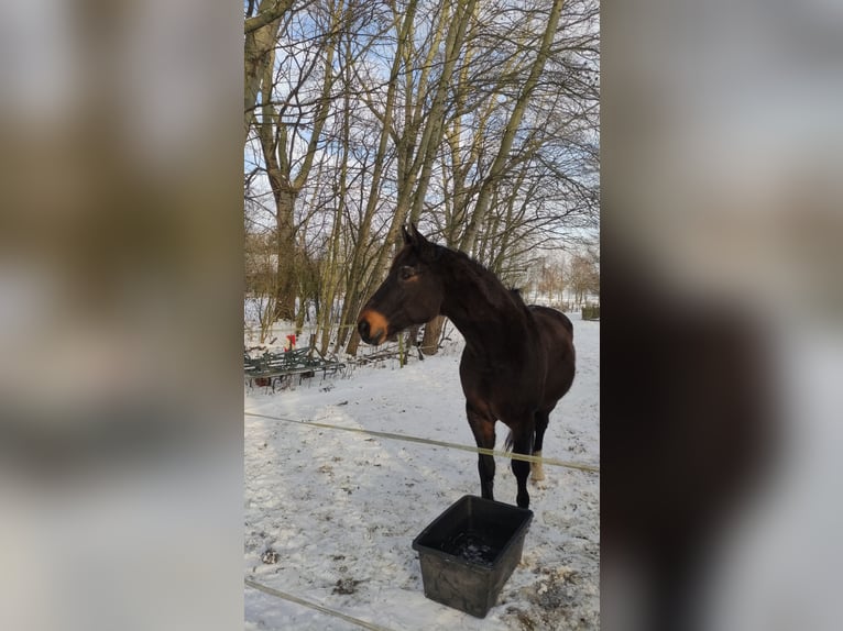 Hanovrien Hongre 20 Ans 170 cm Bai brun in Bruchhausen-Vilsen