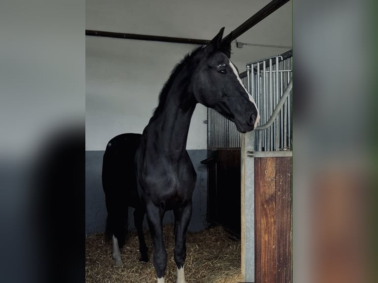 Hanovrien Hongre 20 Ans 177 cm Noir in Neustadt an der Weinstraße