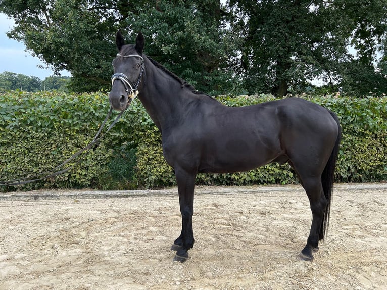 Hanovrien Hongre 21 Ans 167 cm Noir in Fr&#xF6;ndenberg