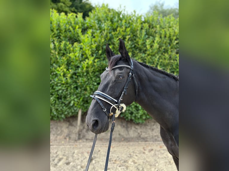 Hanovrien Hongre 21 Ans 167 cm Noir in Fr&#xF6;ndenberg