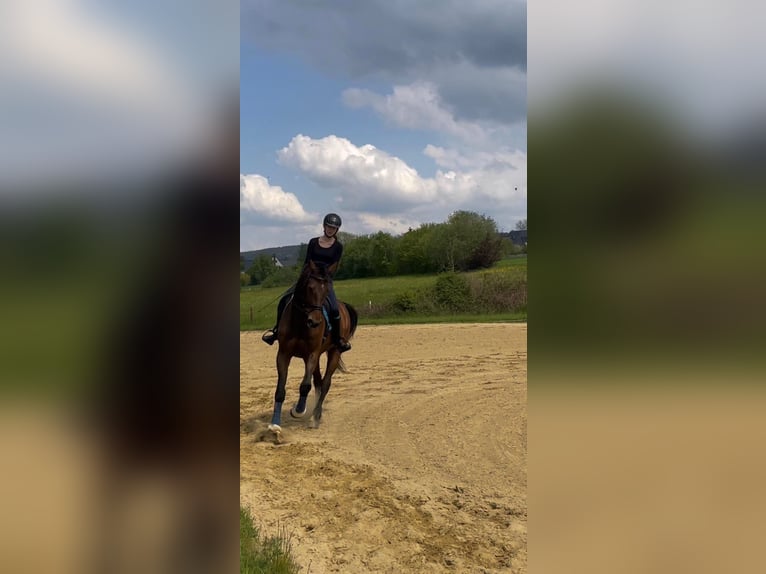 Hanovrien Hongre 21 Ans 177 cm Bai in Bernsbacherns Hanovrien Hongre 21 Ans 177 cm Bai in Bernsbacherns