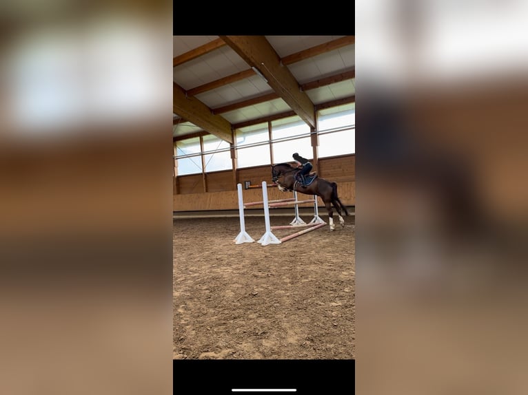 Hanovrien Hongre 21 Ans Alezan brûlé in Bad Feilnbach