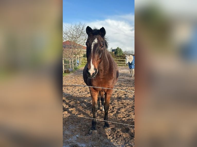 Hanovrien Hongre 22 Ans 162 cm Bai in Hummelfeld