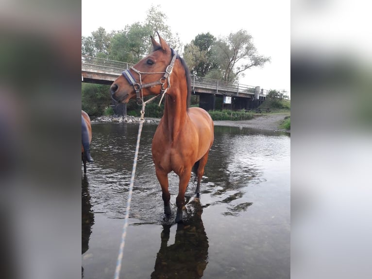 Hanovrien Hongre 22 Ans 164 cm Bai in Bad Wildungen