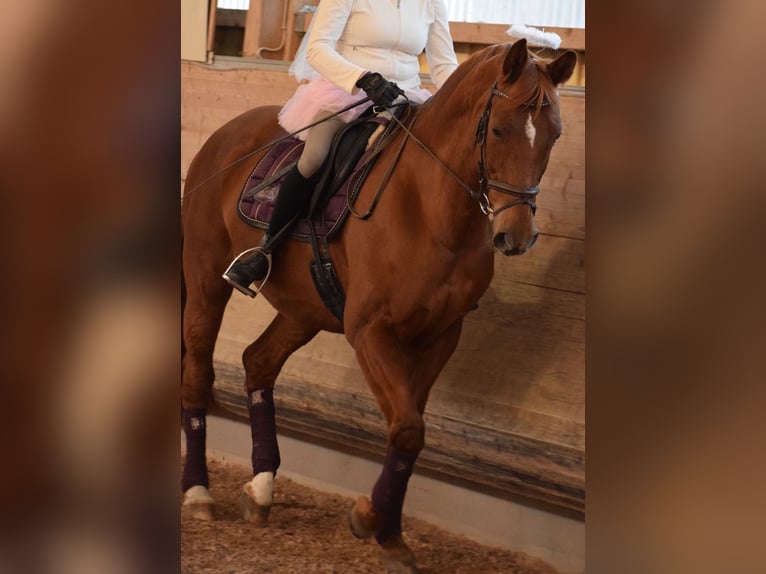 Hanovrien Hongre 22 Ans 168 cm Alezan in Biberach an der Riß