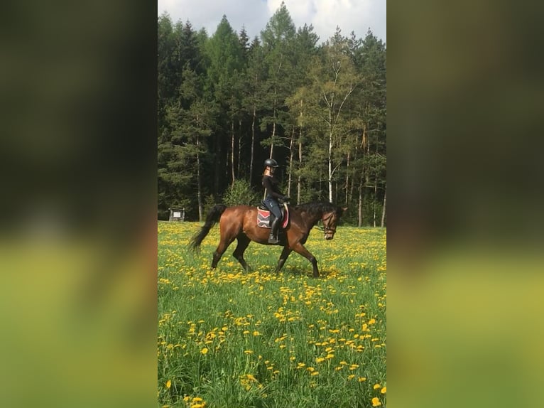 Hanovrien Hongre 22 Ans 177 cm Bai in Bernsbacherns