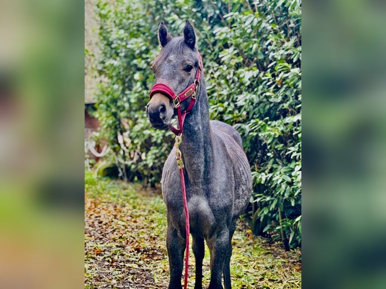 Hanovrien Hongre 2 Ans 150 cm Peut devenir gris in Hagen im Bremischen