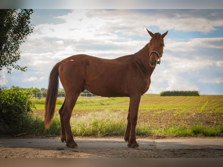 Hanovrien Hongre 2 Ans 160 cm Alezan in Buseck