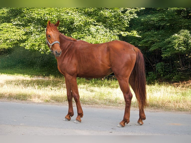 Hanovrien Hongre 2 Ans 160 cm Alezan in Buseck